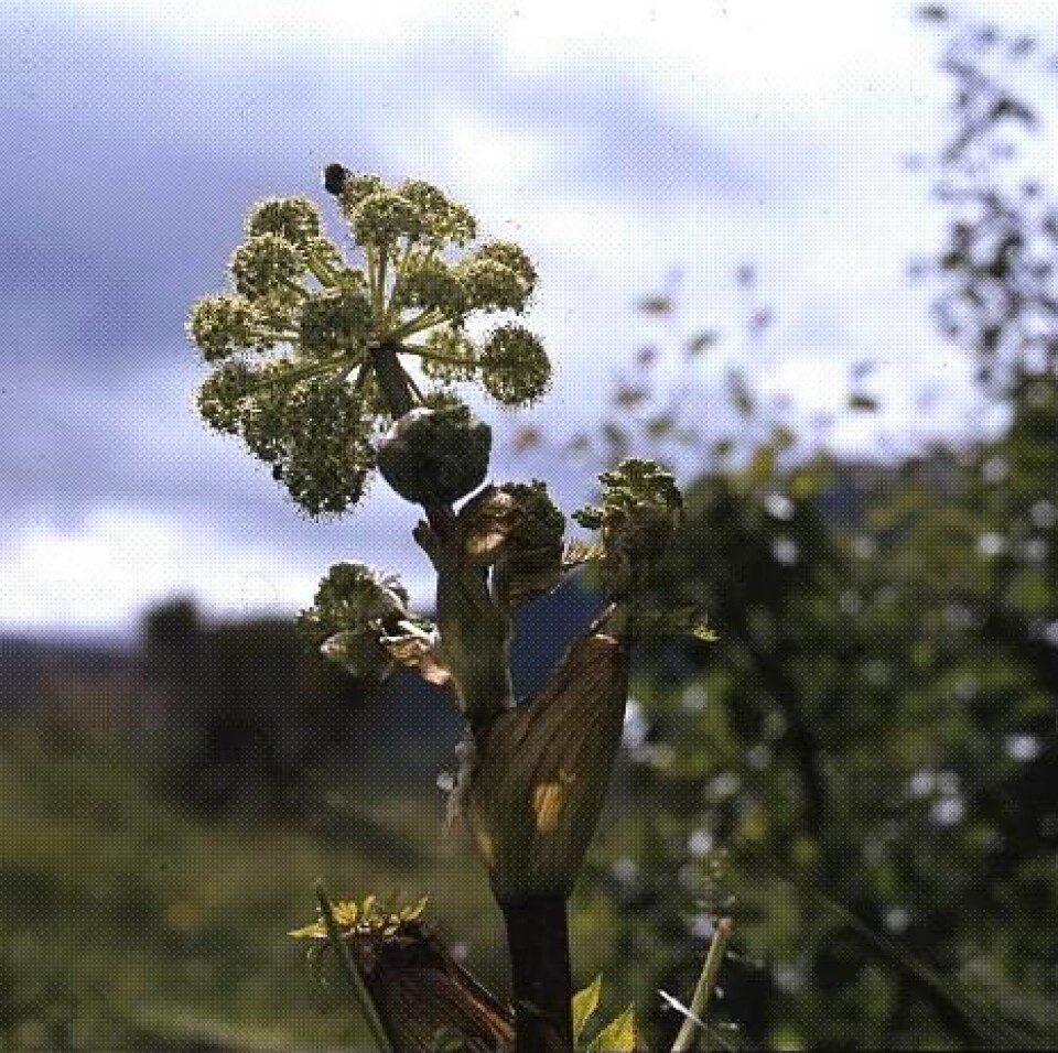 Kvann, planten som tradisjonelt ble brukt mot skjørbuk. Foto: Øivind Larsen.