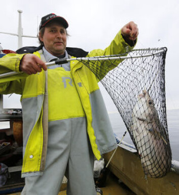 FØRSTE FISK: En lange! FØRSTE FISK: En lange!