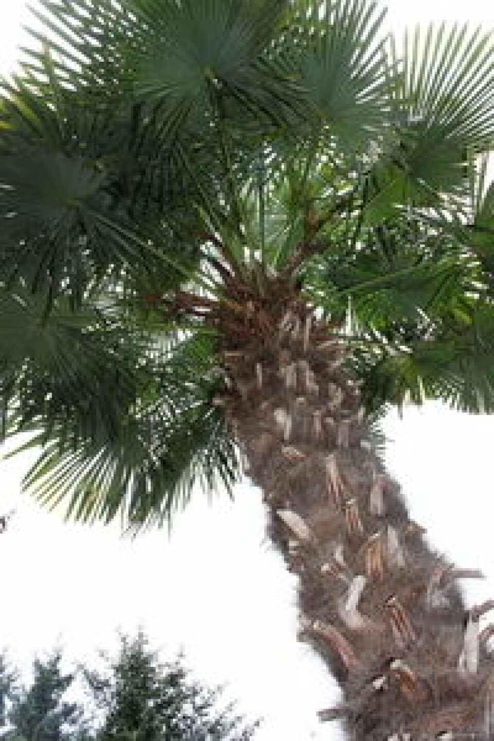 Palmesus: På Sør-Hidle trives palmene året rundt,