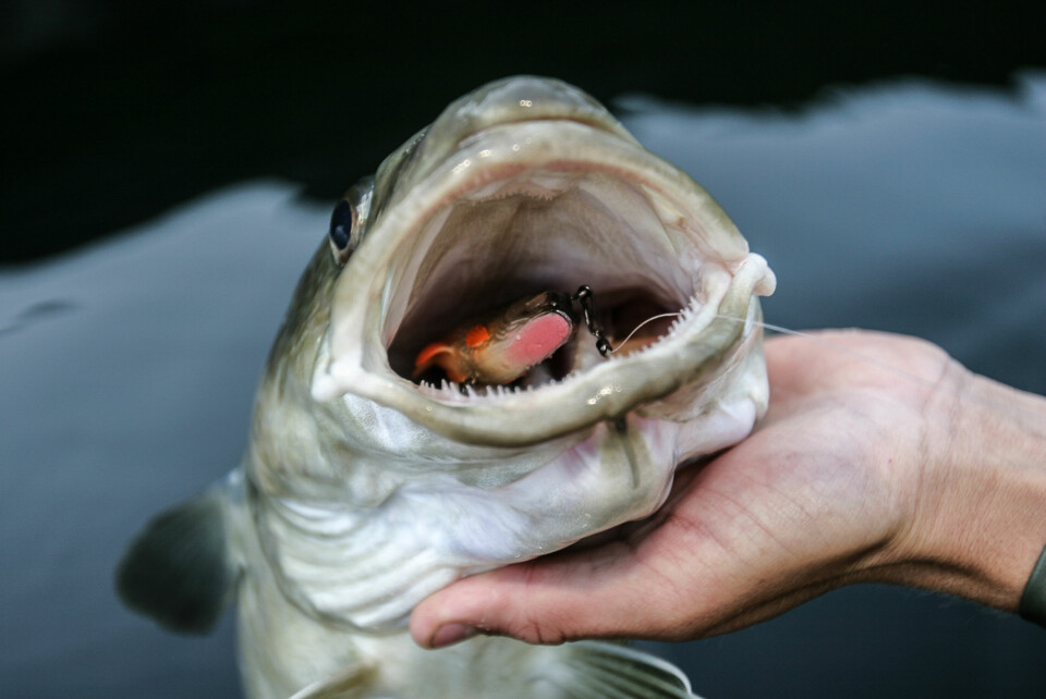 GLUPSK FISK: Torsken er ikke kjent for å være særlig kresen. Denne har slukt en liten gummifisk.