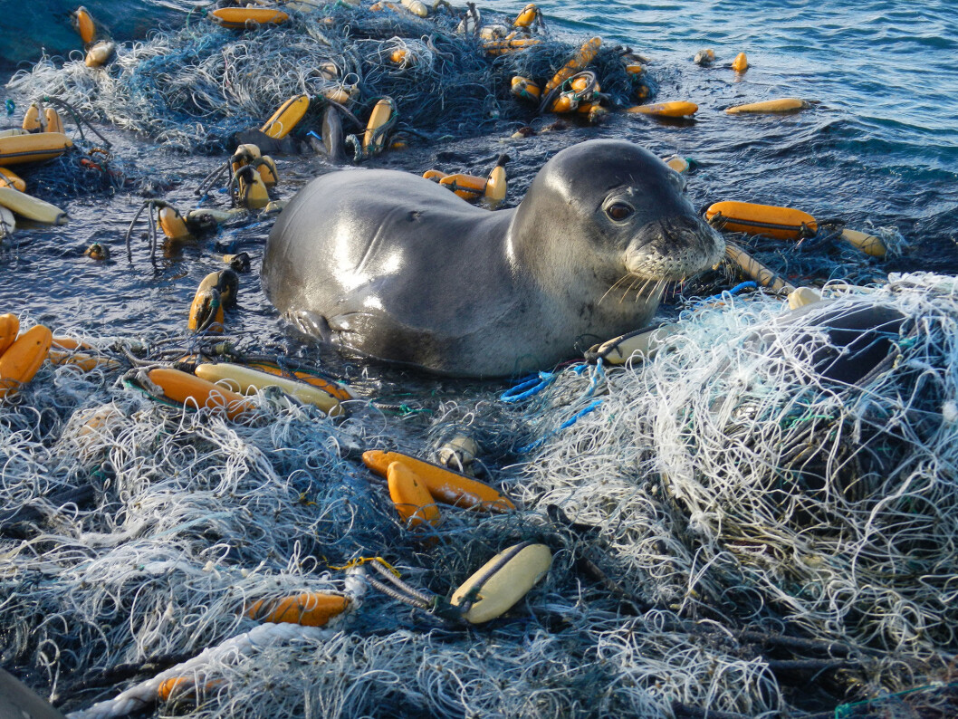 GARNRESTER: En sel har forvillet seg inn i rester av garn som er forlatt av fiskerne som har satt det ut. Også fiskerne bidrar til plastforsøplingen av havet. GARNRESTER: En sel har forvillet seg inn i rester av garn som er forlatt av fiskerne som har satt det ut. Også fiskerne bidrar til plastforsøplingen av havet.