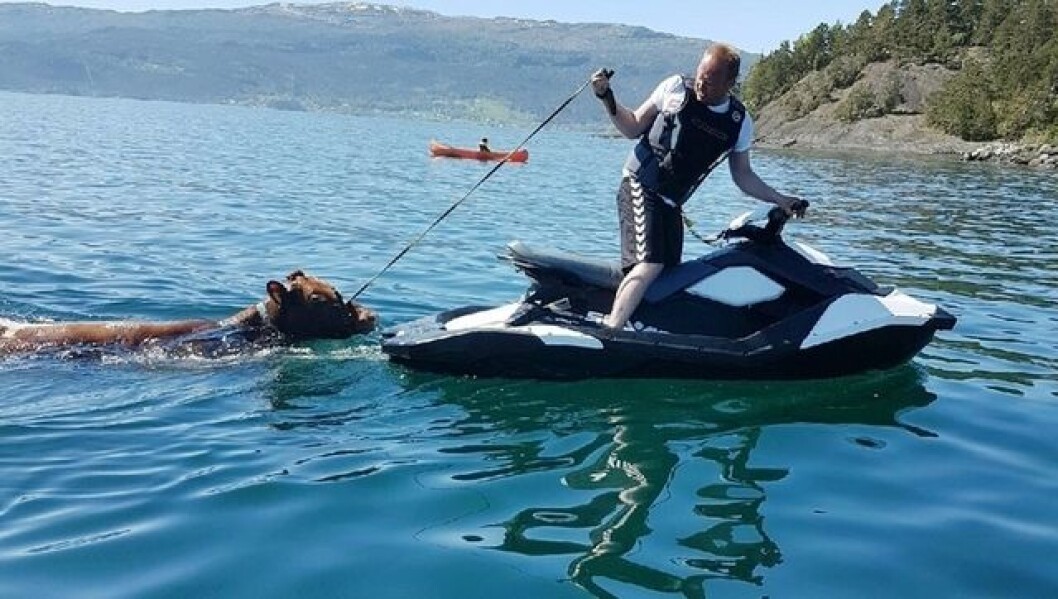 REDDET KU: Tor Arne Thunestveit med en Sea Doo Spark vannscooter. REDDET KU: Tor Arne Thunestveit med en Sea Doo Spark vannscooter.