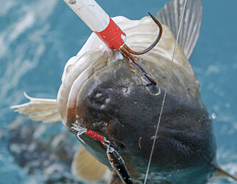 Nå er torskefiske forbudt langs store deler av kysten