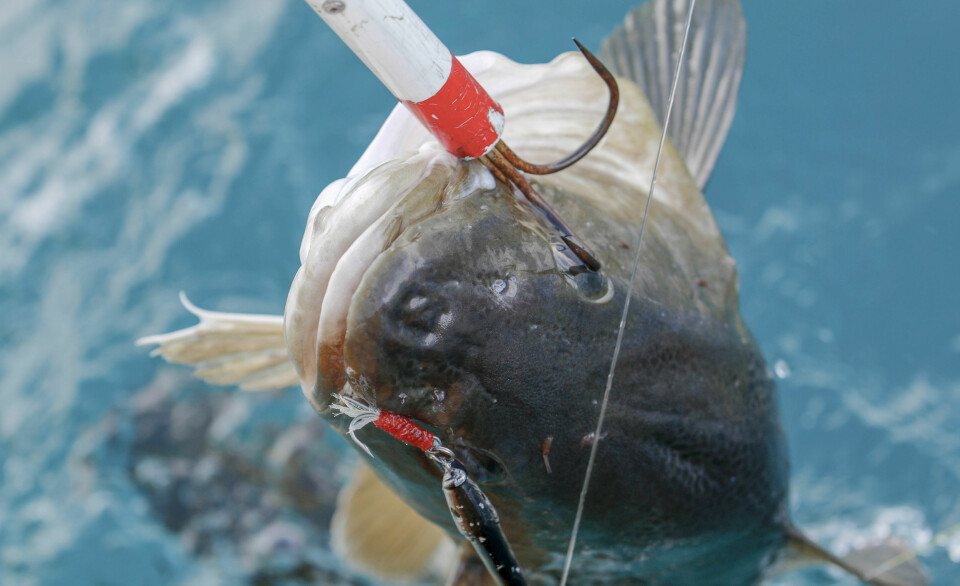 ØNSKER KUTT: Yrkesfiskerne mener at fritidsfisket må reguleres strengere.