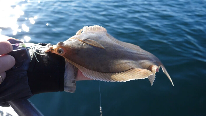 FLATFISK: Små kroker og agn er forlokkende. FLATFISK: Små kroker og agn er forlokkende.