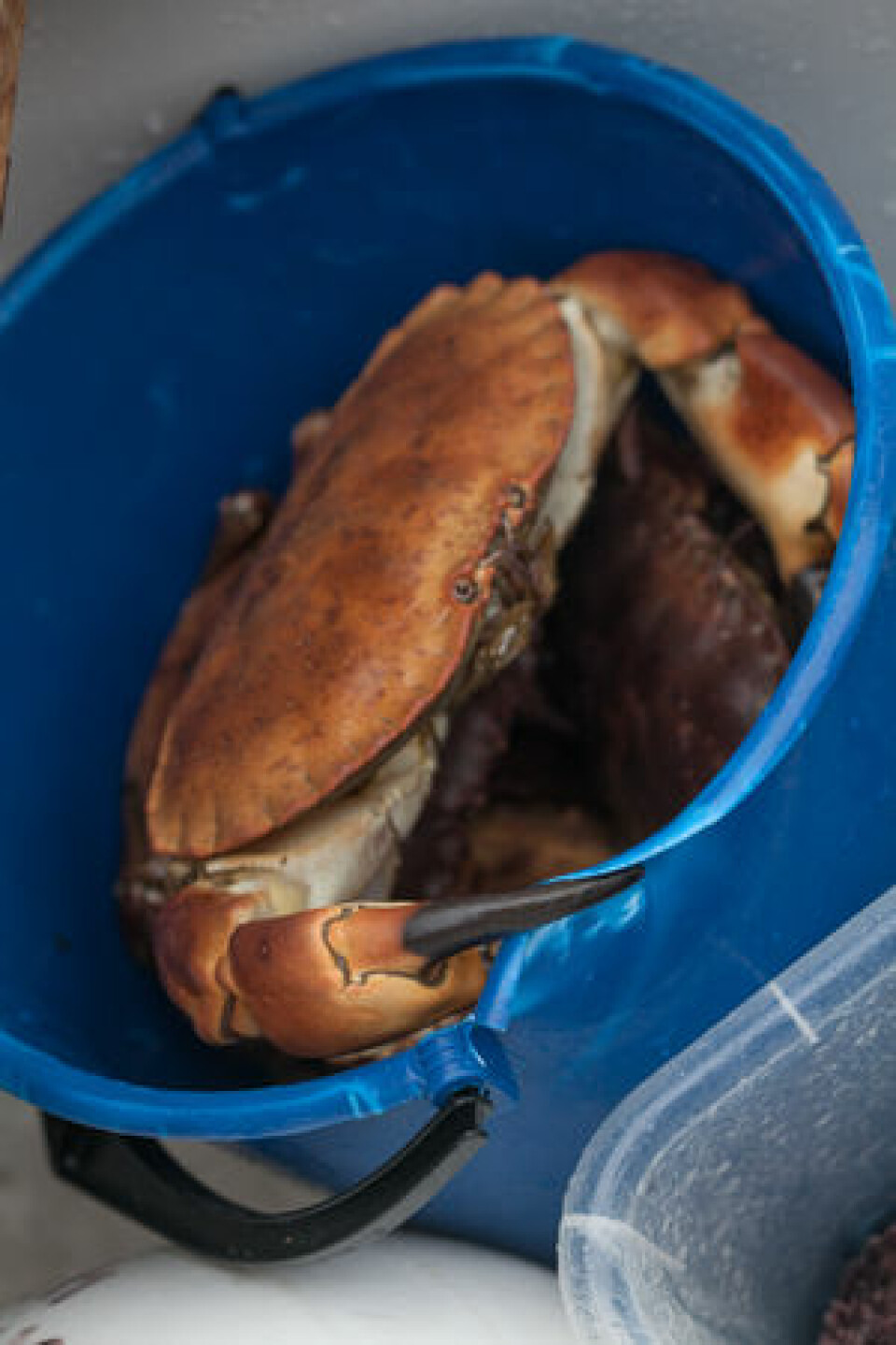 RIVAL: Kommer krabbene inn i teina først, gå sjeldent hummeren inn.