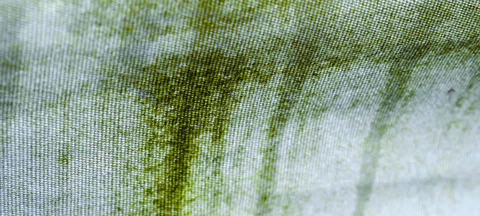 JORDSLAG: Jordslag er bitte småmugg- og svertesopp som vokser blant annet på tekstiler. Det kan være krevende å få bort jordslag fra kalesjen.