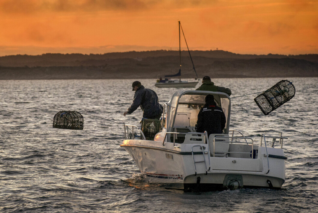 DETTE HAR VI VENTET PÅ: Endelig kan hobbyfiskere langs kysten i hele landet starte jakten på hummeren. Illustrasjonsfoto: Björn Larsson Rosvall, NTB/ Scanpix.