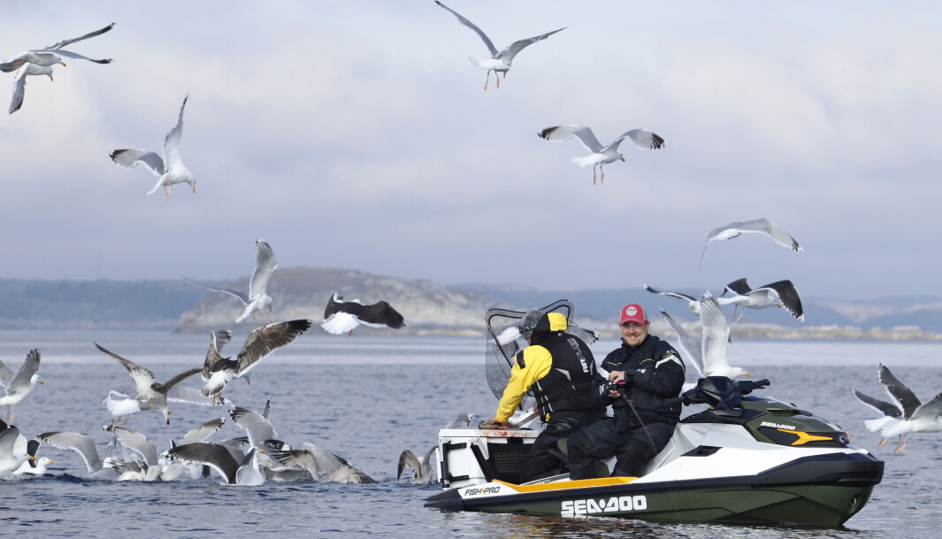 TEGN PÅ FISK: Når måkene flokker seg rundt vannscooteren er det ikke noe tvil om at det er blitt fangst. TEGN PÅ FISK: Når måkene flokker seg rundt vannscooteren er det ikke noe tvil om at det er blitt fangst.