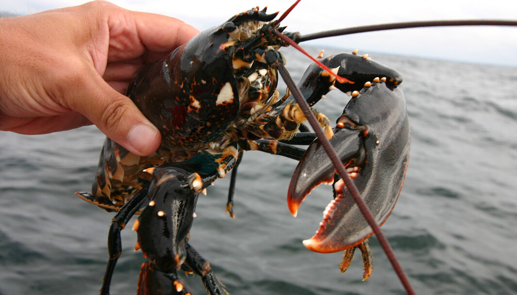 STRENGT REGULERT: Skal du fiske hummer bør du sette deg godt inn i reglene. Ikke bare kan det bli dyrt, men bestanden er også lav. STRENGT REGULERT: Skal du fiske hummer bør du sette deg godt inn i reglene. Ikke bare kan det bli dyrt, men bestanden er også lav.