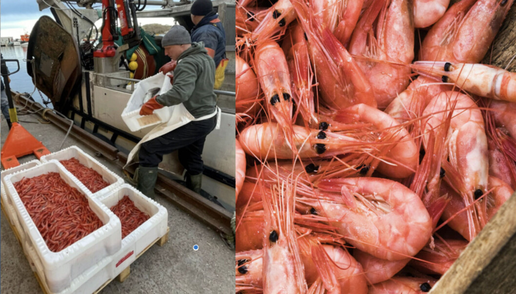 DYRT: Det er dyrt å være fisker i høykostlandet Norge nå om dagen. Derfor er rekeprisen stiv på fiskemottaket på Hvasser. Men feriefolket skal ha ferske reker uansett. Illustrasjonsfoto: Amund Rich. Løken. DYRT: Det er dyrt å være fisker i høykostlandet Norge nå om dagen. Derfor er rekeprisen stiv på fiskemottaket på Hvasser. Men feriefolket skal ha ferske reker uansett. Illustrasjonsfoto: Amund Rich. Løken.