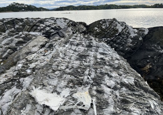 HOLMENFJORDEN: Ulykken skjedde i Asker, og selv om båten traff land, havnet alle om bord i vannet. HOLMENFJORDEN: Ulykken skjedde i Asker, og selv om båten traff land, havnet alle om bord i vannet.