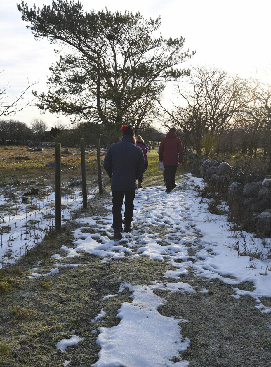 KULTURLANDSKAP: Villsauene holder kulturlandskapet vedlike på Stråholmen, der stiene ligger øde midt på vinteren.