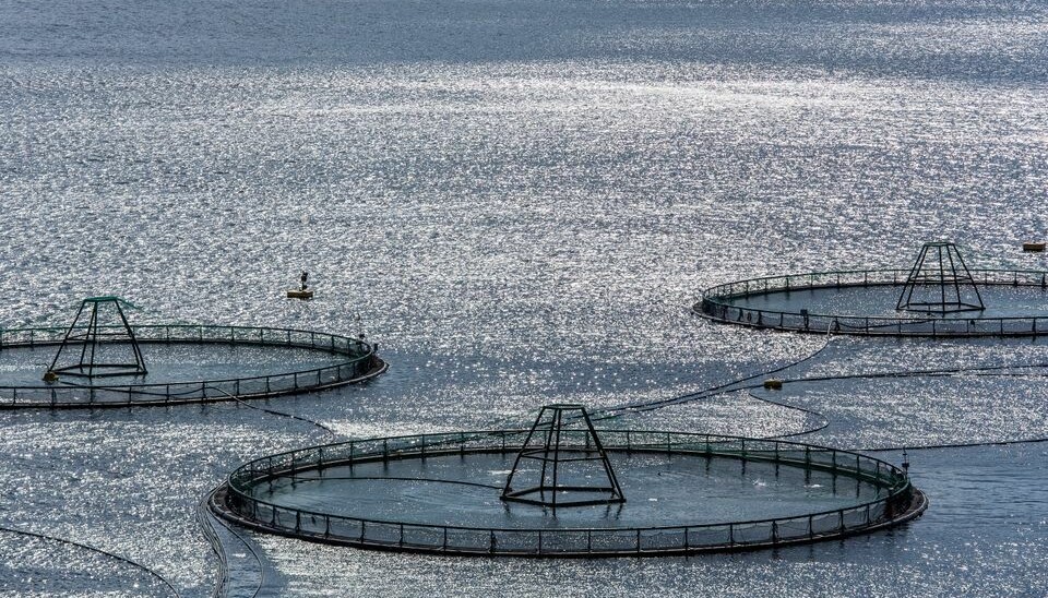 Havforskingsinstituttet har fått avslag på søknad om å sete ut genmodifisert laks i merder i sjøen.