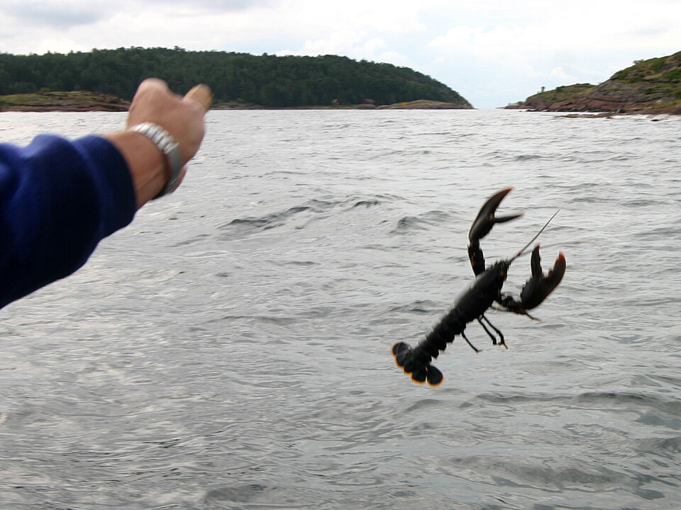 Hummerfiske Rogn Hummerfiske er i gang – og det er også storkontroll