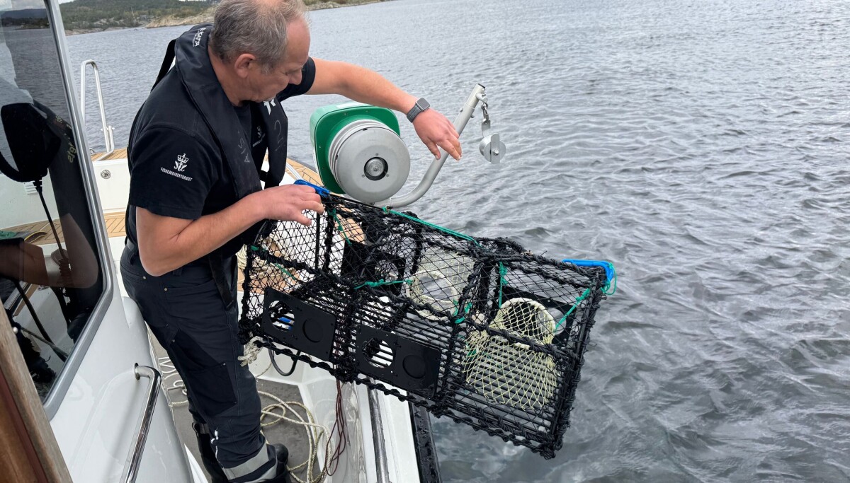 Hummerfiske Rogn Stort ulovlig hummerfiske
