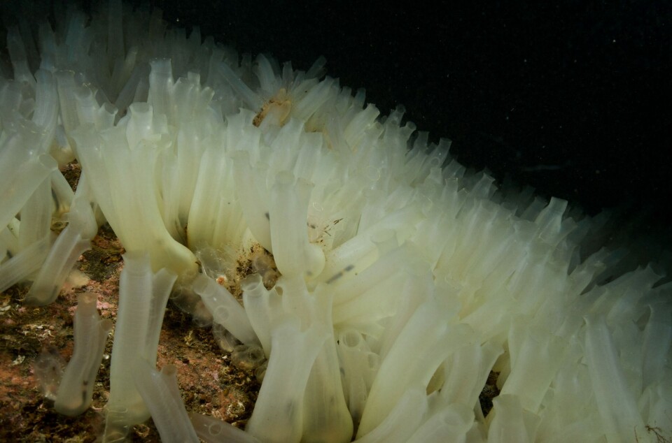 REDNING: Sjøpung er en form for tunikater som igjen er lavtrofiske arter. Disse skaffer næring gjennom å filtrere vann. Bildet viser frittlevende eksemplarer i Drøbaksundet.