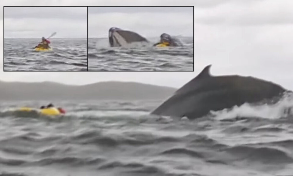 Hval slukte - og spyttet ut - kajakkpadler