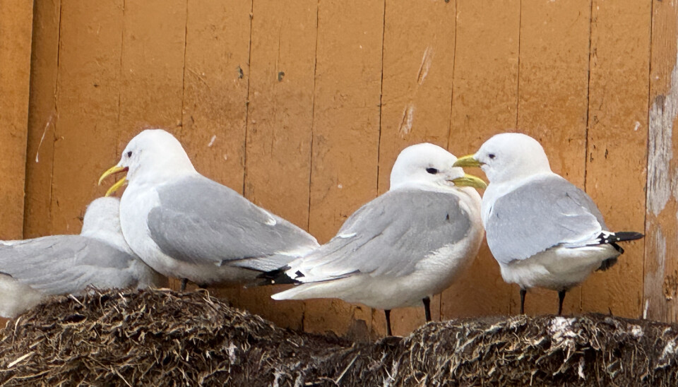 TIND: Krykkjene er tilbake til sjøbua på Tind og klare for en ny sesong.