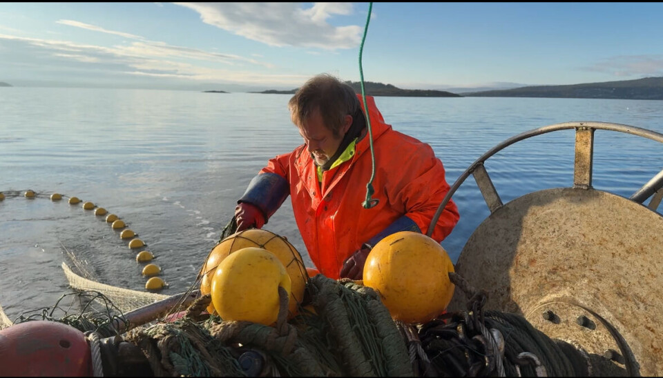 SLUTT: Fra 1. januar 2026 blir det slutt på tråling etter reker i indre oslofjord.