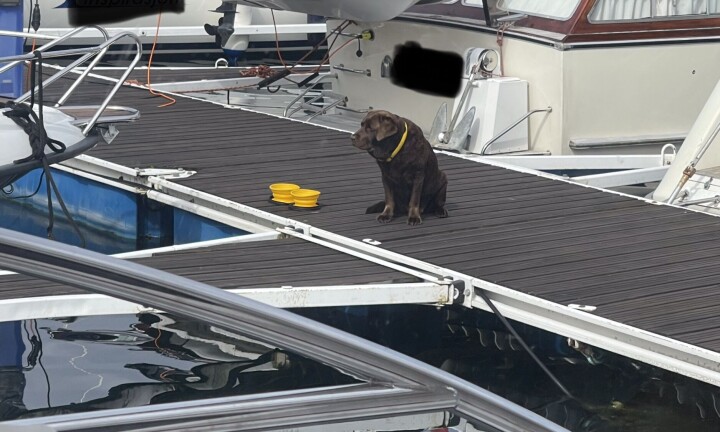 Plasserte hund på brygga, barn nektet å gå forbi