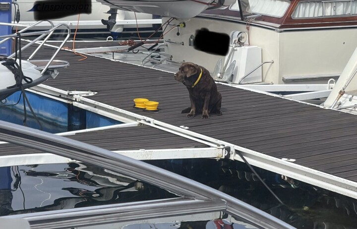 Plasserte hund på brygga, barn nektet å gå forbi