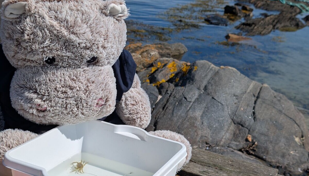 Krabbefiske og Sommeropplevelser i Risør med Bamsen Blid