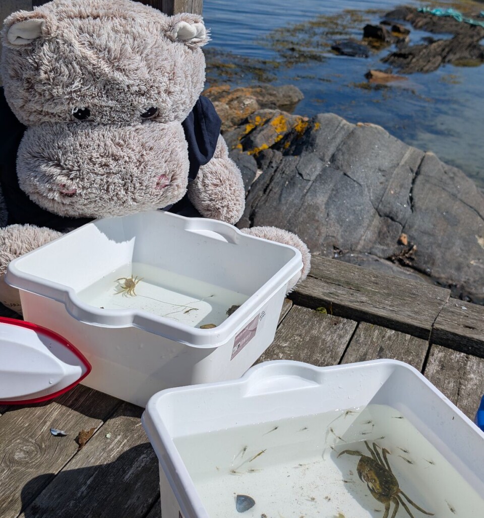 KRABBEFISKE: Sammen med familien Gaarden fisket jeg krabber fra brygga.