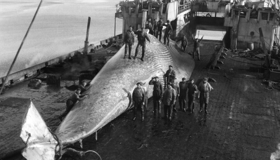 HVALFANGSTEN: var et rikt kapittel i kystens historie, spesilet i Anders Jahres Sandefjord.