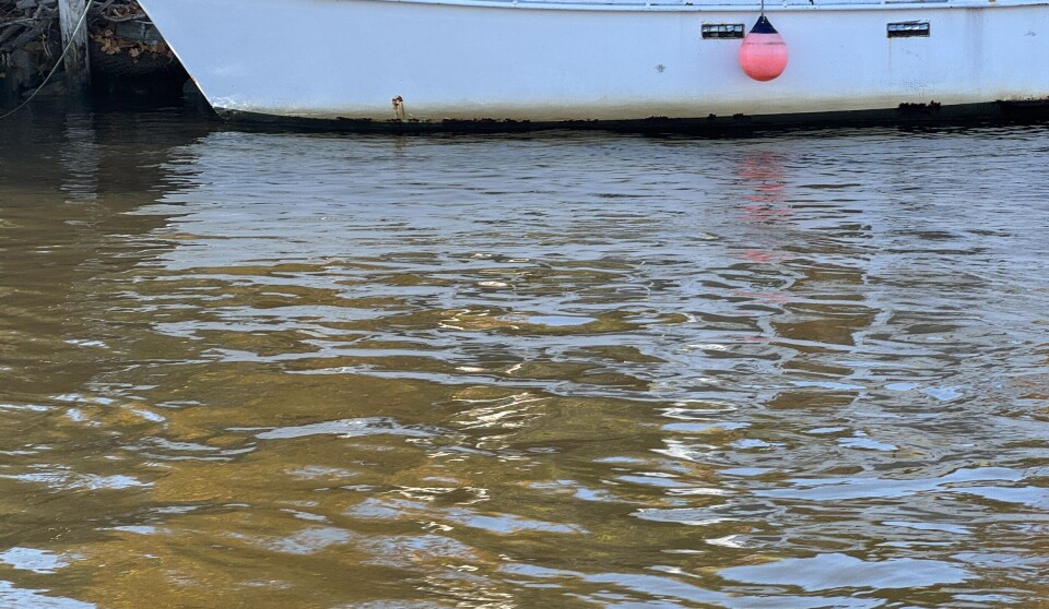 Får flengende kritikk av statsforvalteren for kloakkutslipp